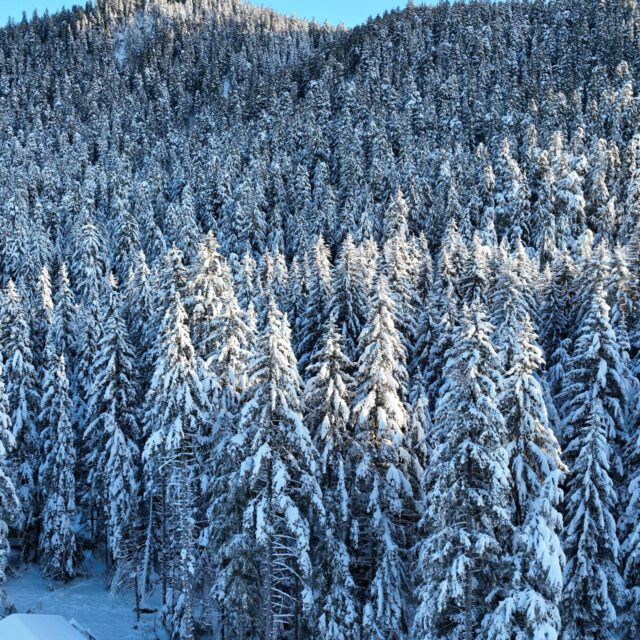 Spruce Under Snow