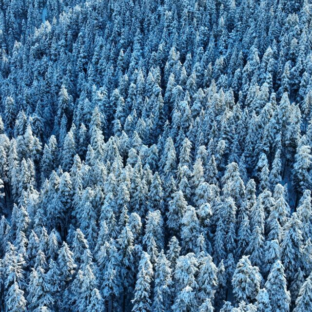 Frost Canopy