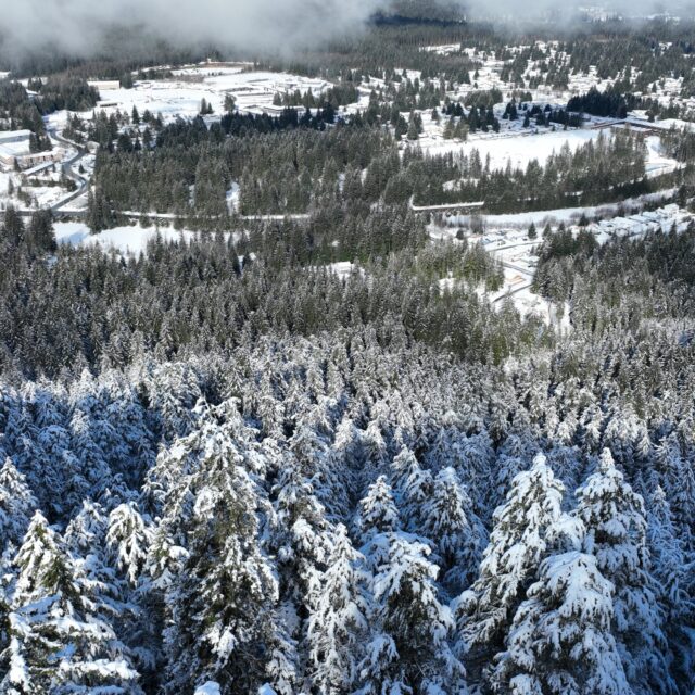 Snow Day, From Above