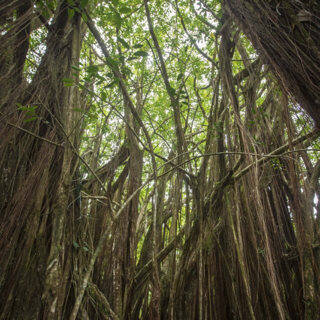 Rainforest Cathedral