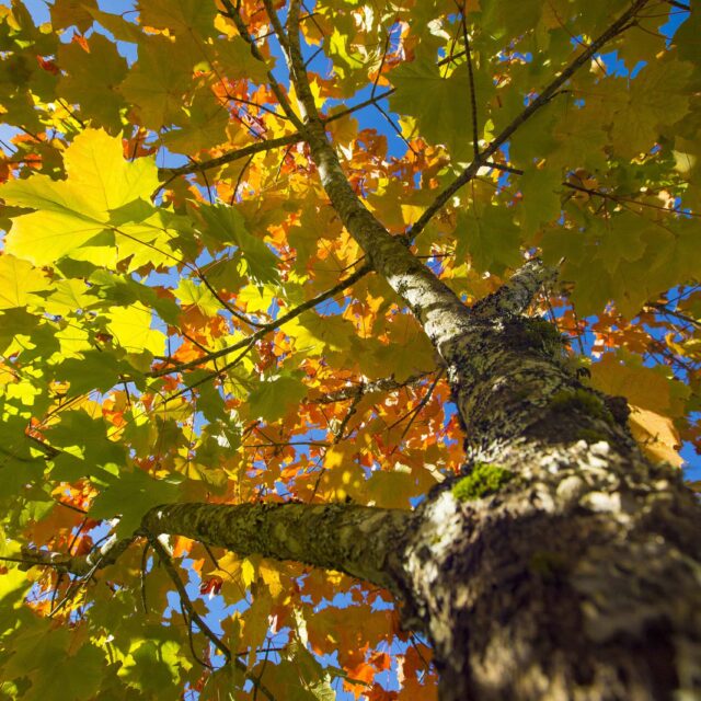 Autumn Canopy