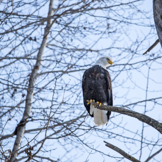 Winter Perch