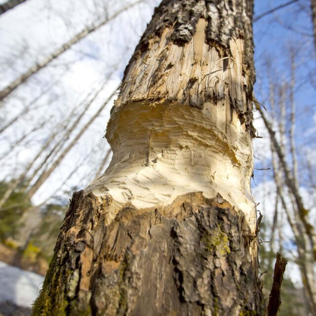 Beaver Work