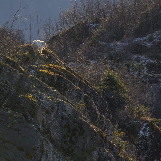 Mountain Goat Ledge