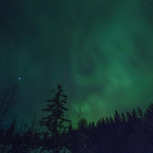 Lone Spruce, Green Sky