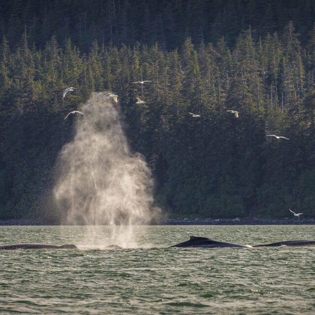 Two Humpbacks
